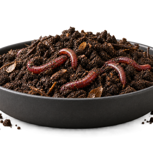 Red Wiggler starter colony