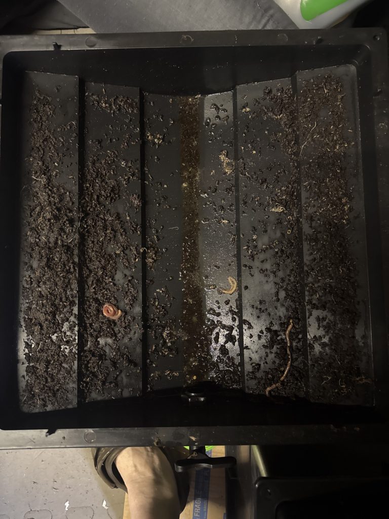 Dead Worm In Sump