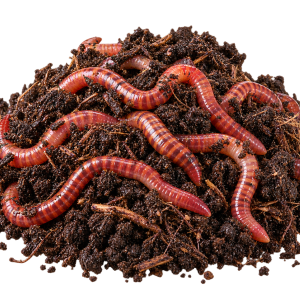 Tiger Worms / Red Wrigglers